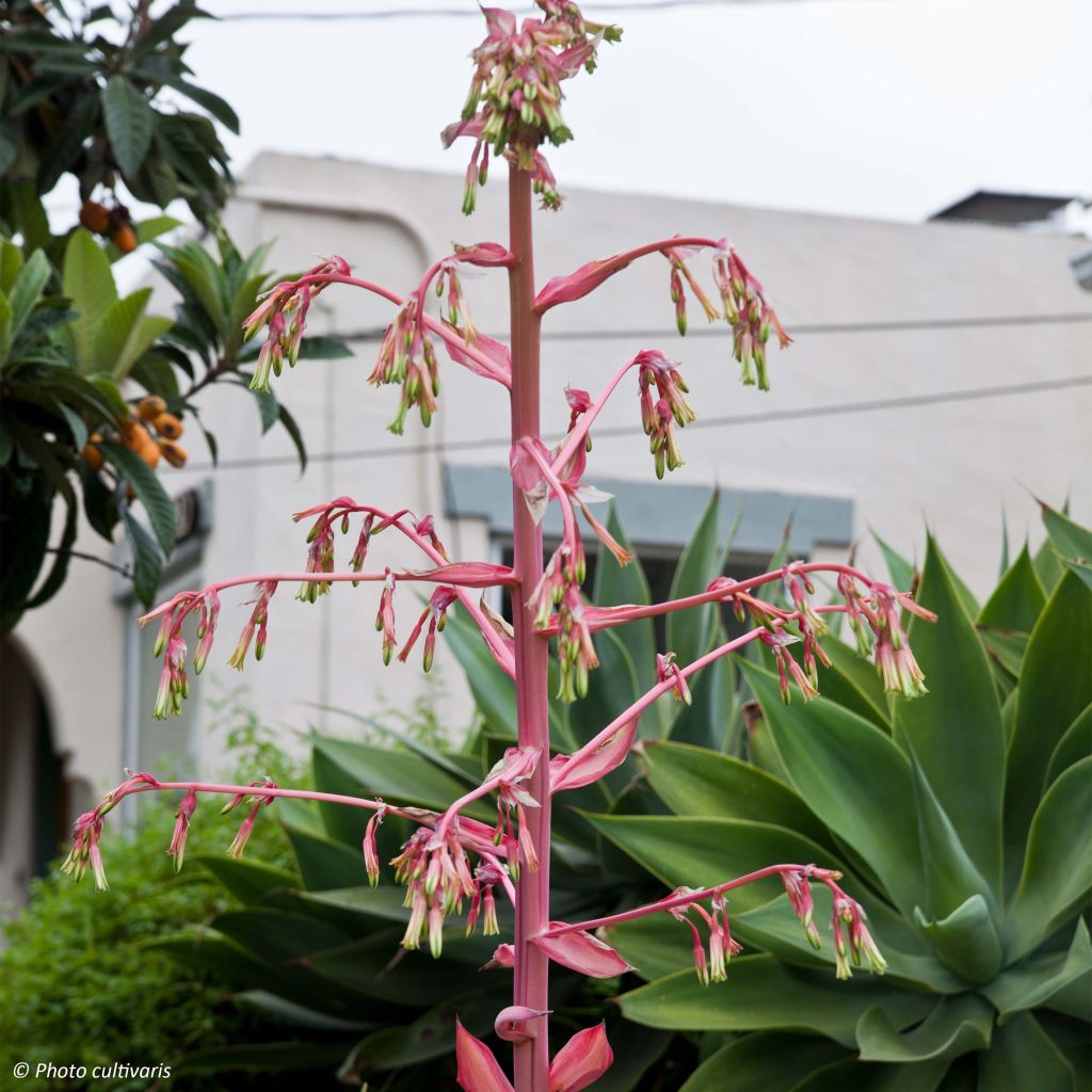 Beschorneria yuccoides Flamingo Glow