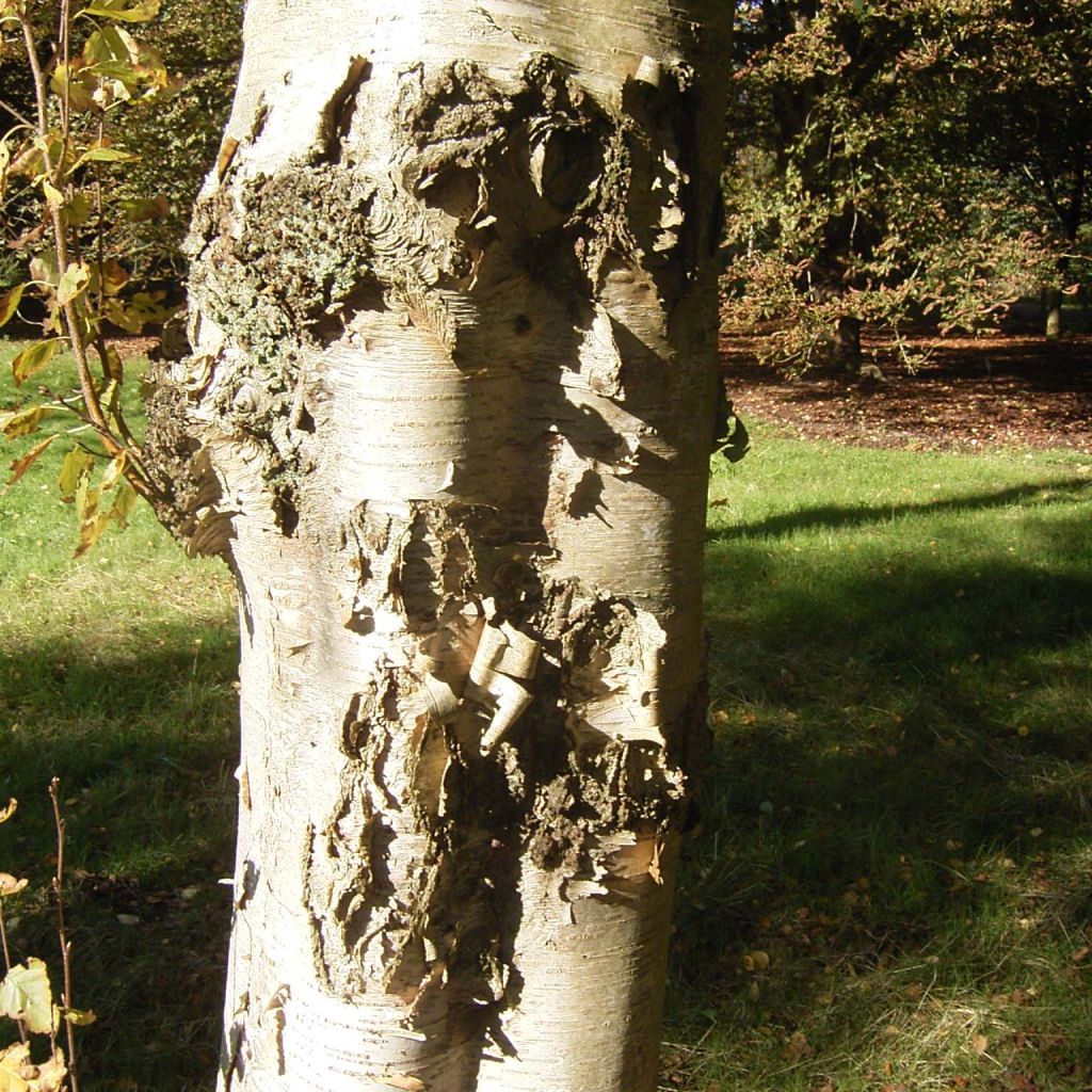 Betula ermanii Holland - Bouleau d'Erman 