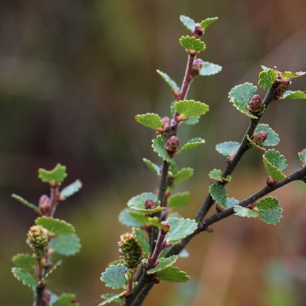 Bouleau nain - Betula nana