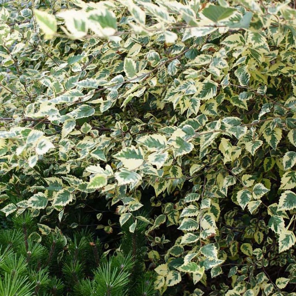 Bouleau noir - Betula nigra Shiloh Splash