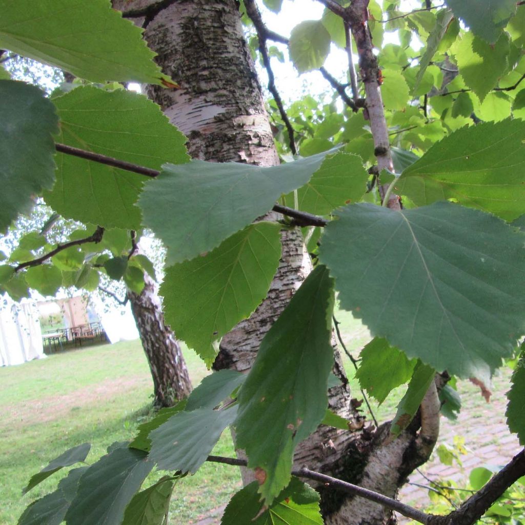 Betula papyrifera - Bouleau à papier