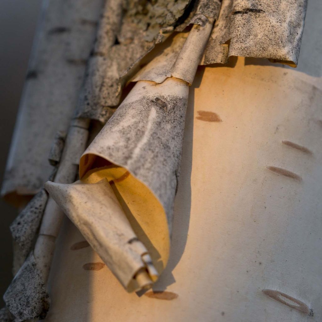 Betula papyrifera - Bouleau à papier