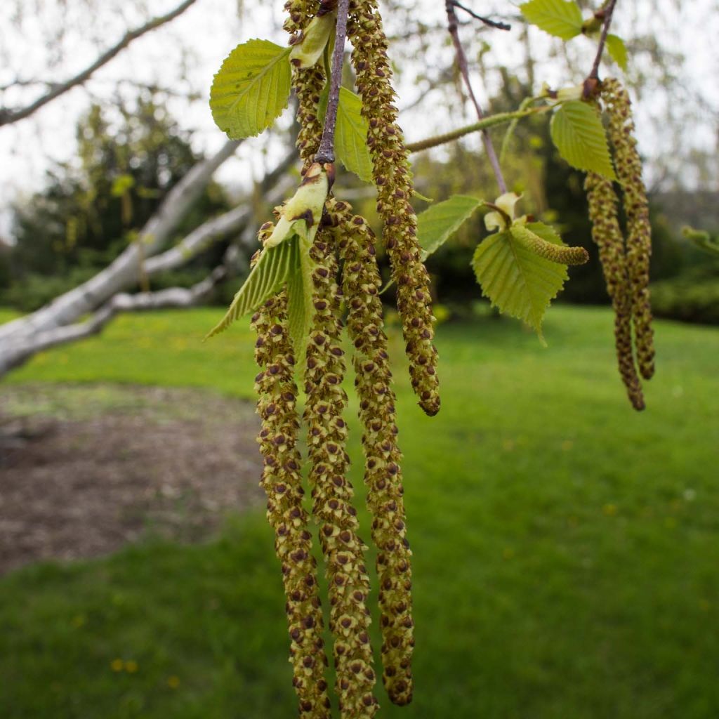 Betula papyrifera - Bouleau à papier