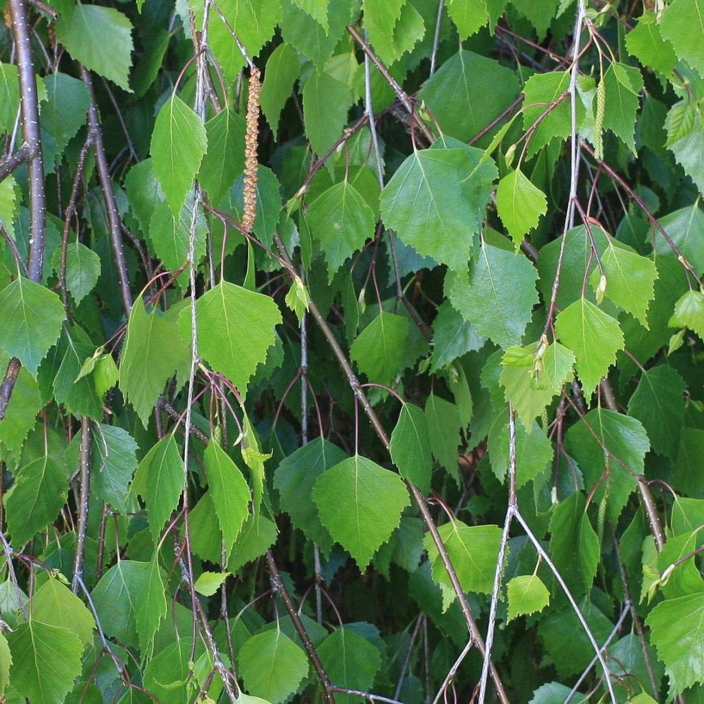 Betula pendula (alba, verrucosa) - Bouleau pleureur.