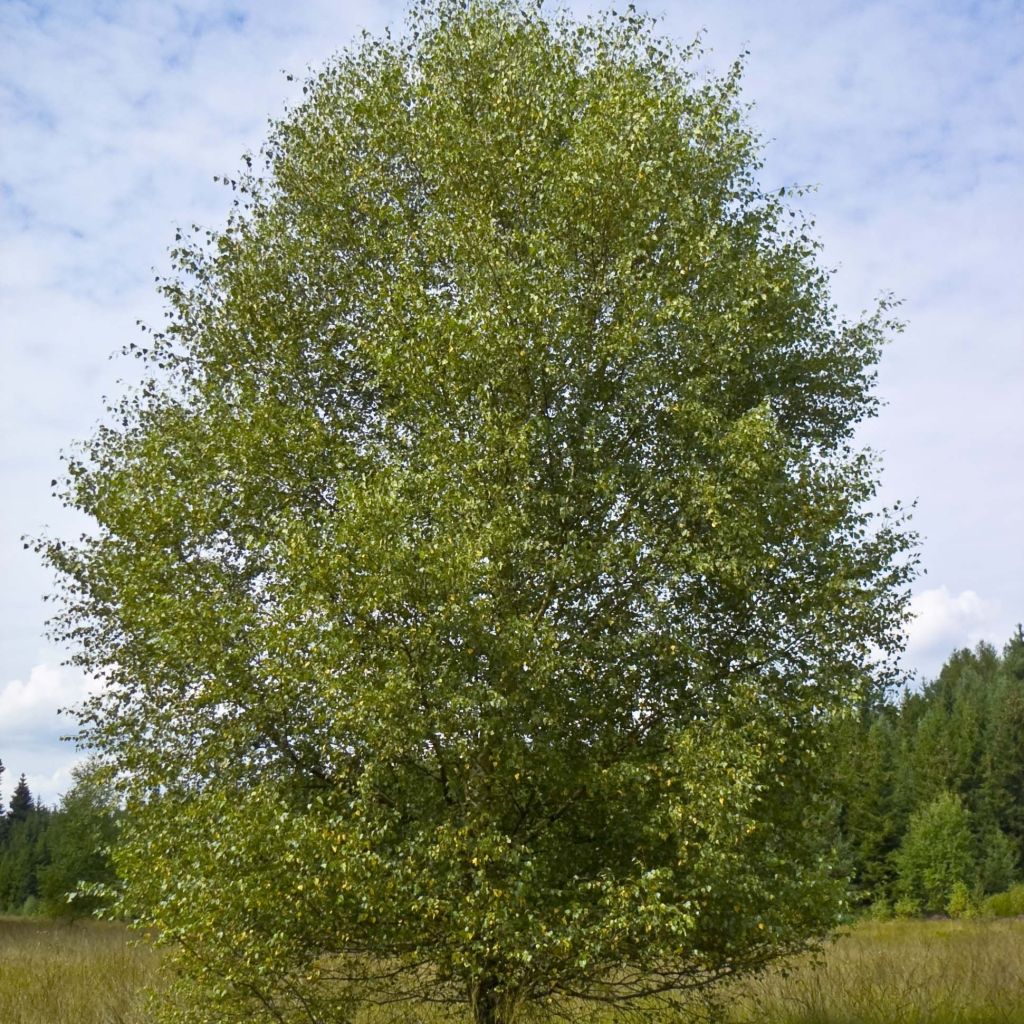 Betula pubescens - Bouleau pubescent