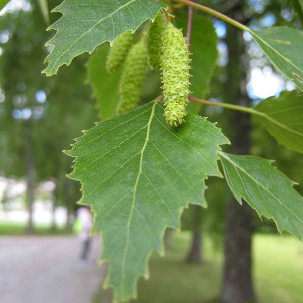 Betula pubescens - Bouleau pubescent