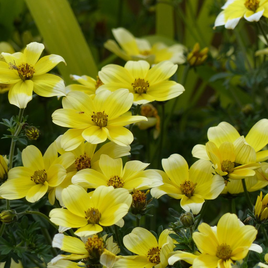 Bidens Lemon Moon