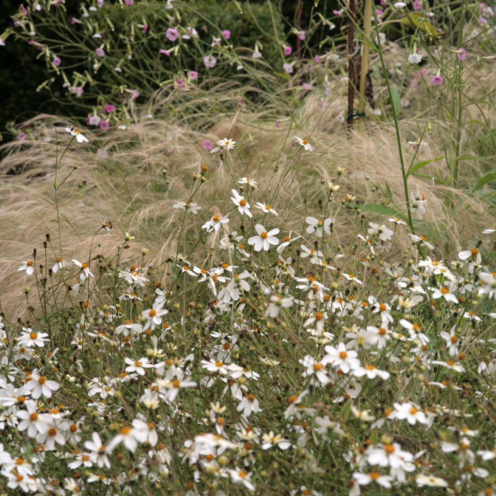 Bidens Pirate's Pearl