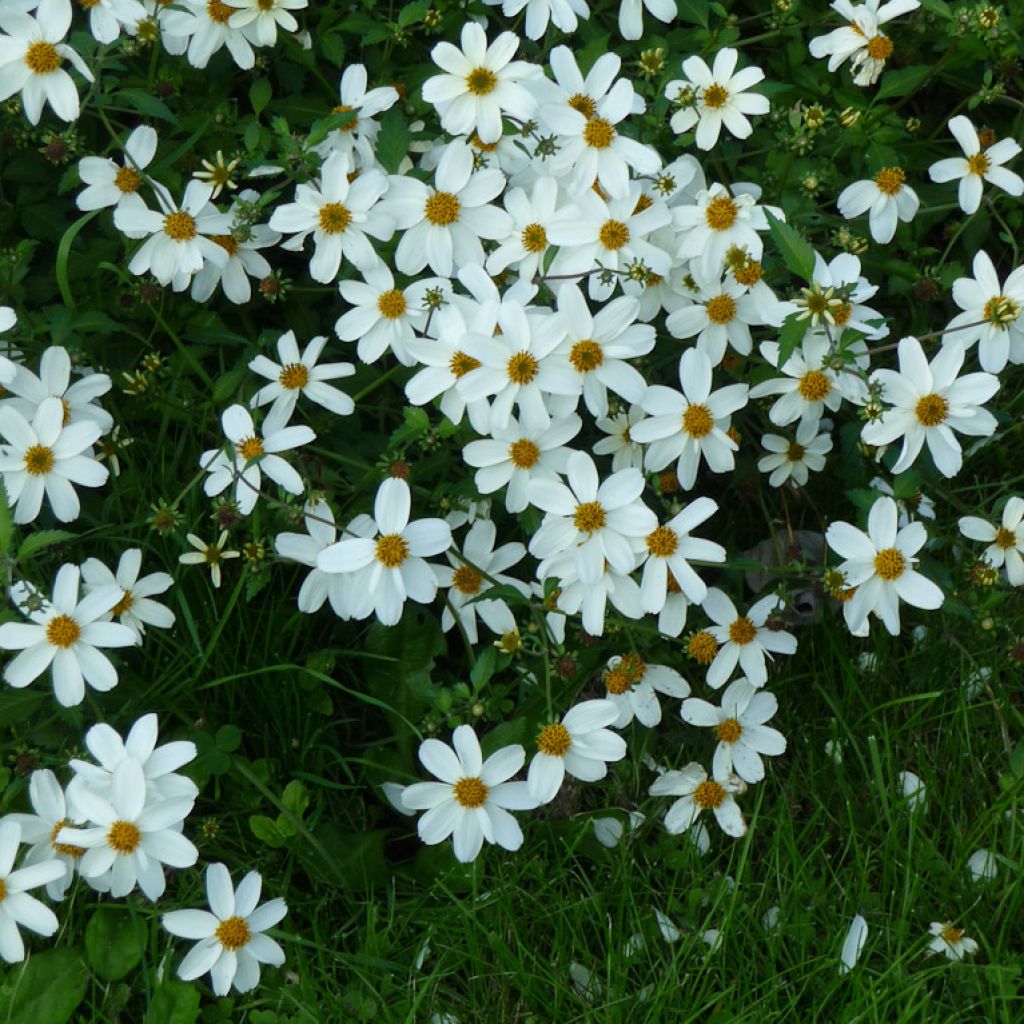 Bidens Pirate's Pearl - Bidens blanc