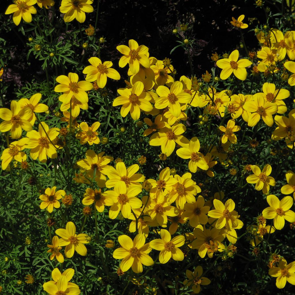 Bidens Yellow Charm - Bidens jaune doré