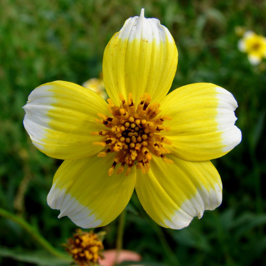 Bidens aurea Halney s Lemon Drop