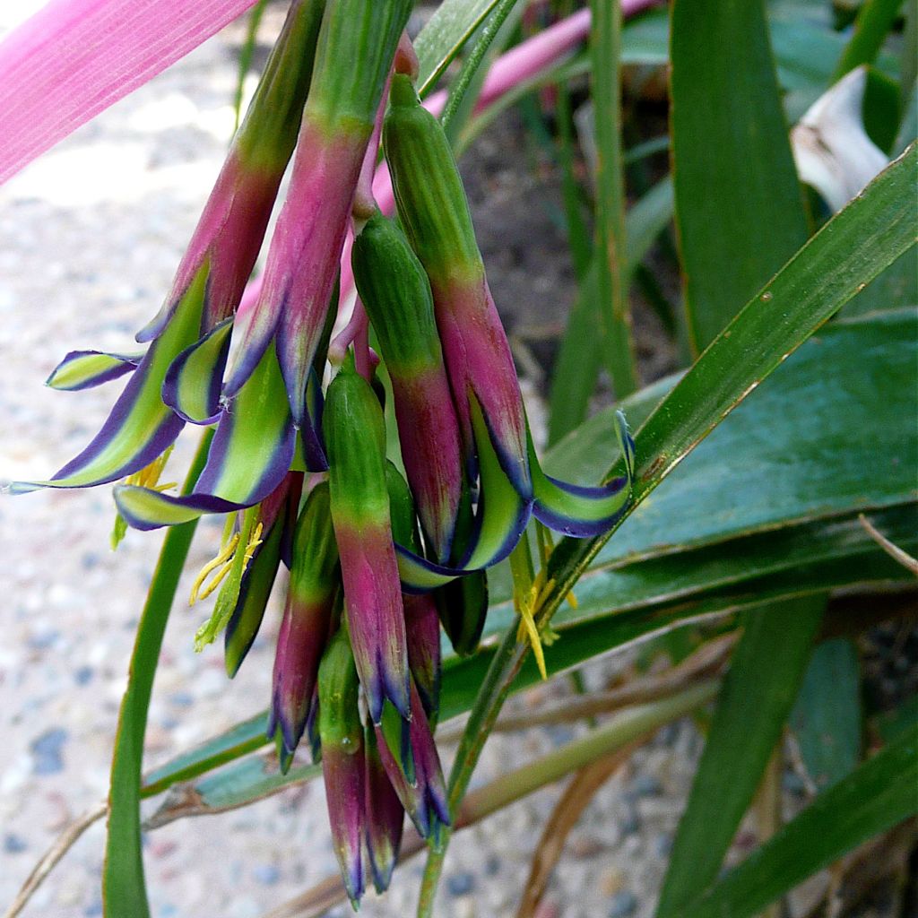 Billbergia nutans - Billbergia à fleurs penchées.