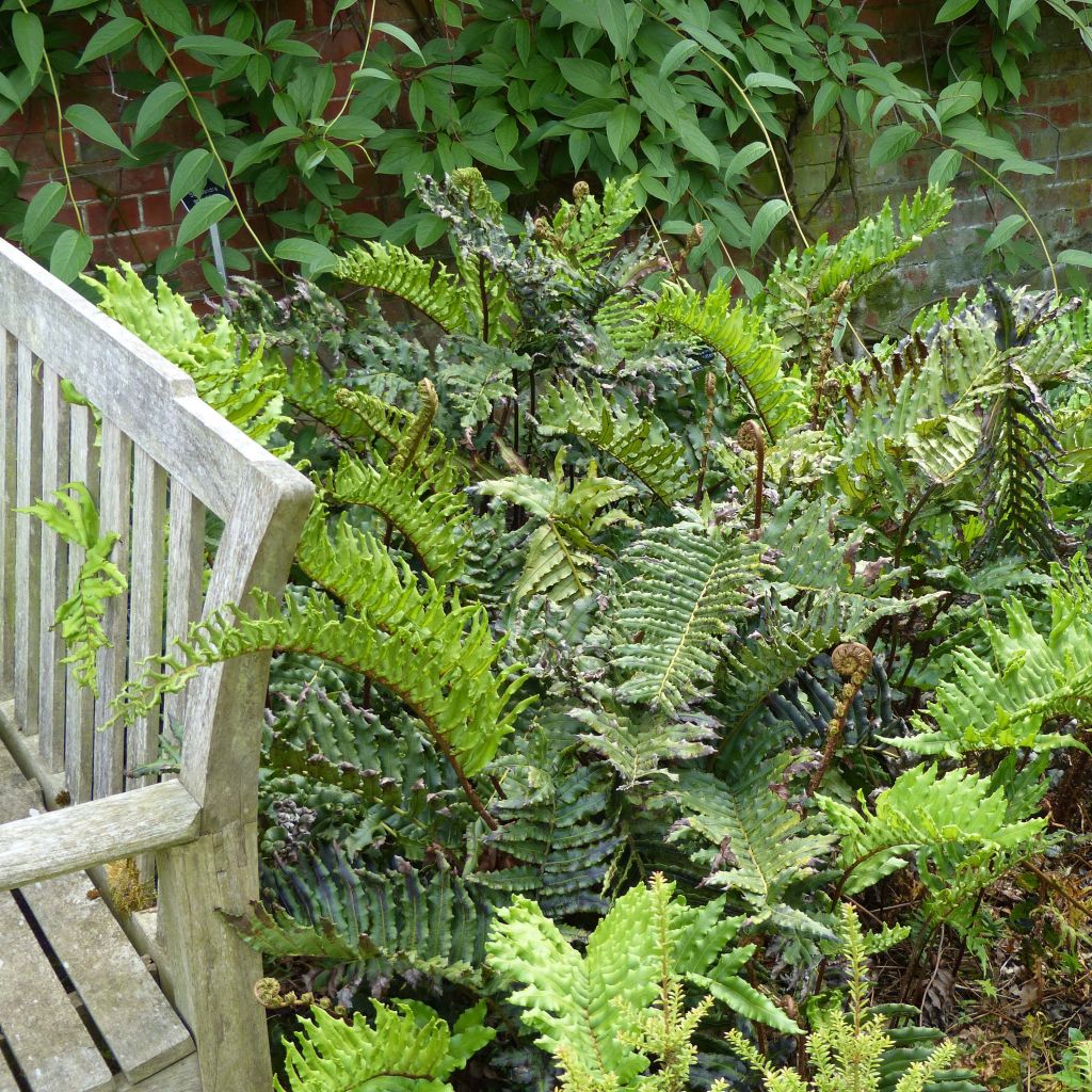 Blechnum chilense - Blechne du Chili