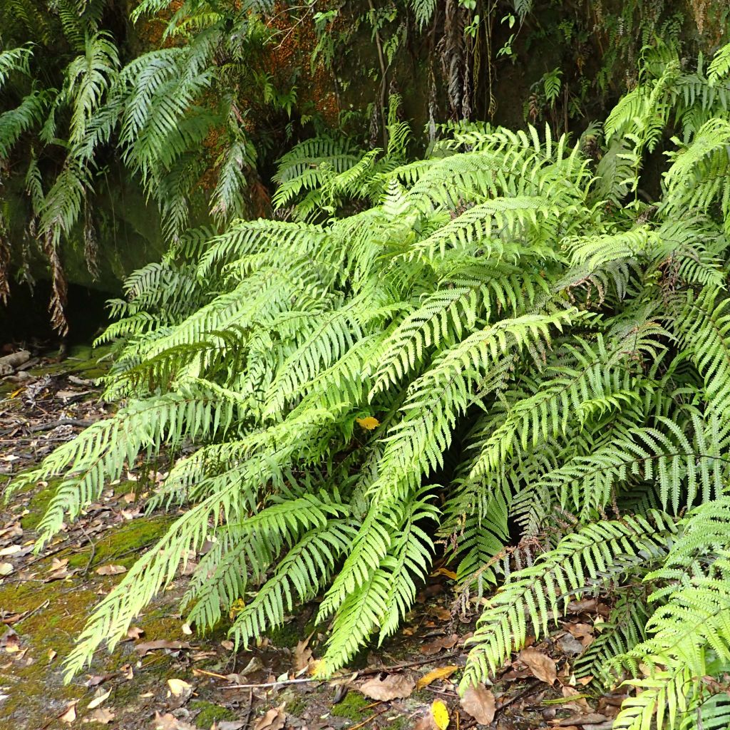 Blechnum novae-zelandiae - Blechne de Nouvelle-Zélande
