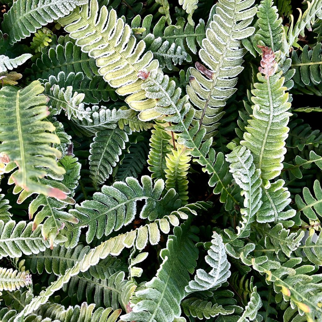 Blechnum spicant -  Fougère pectinée