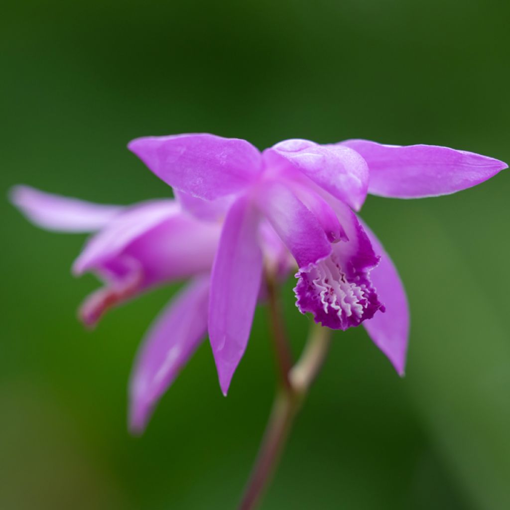 Bletilla Penway Dragon - orchidée jacinthe