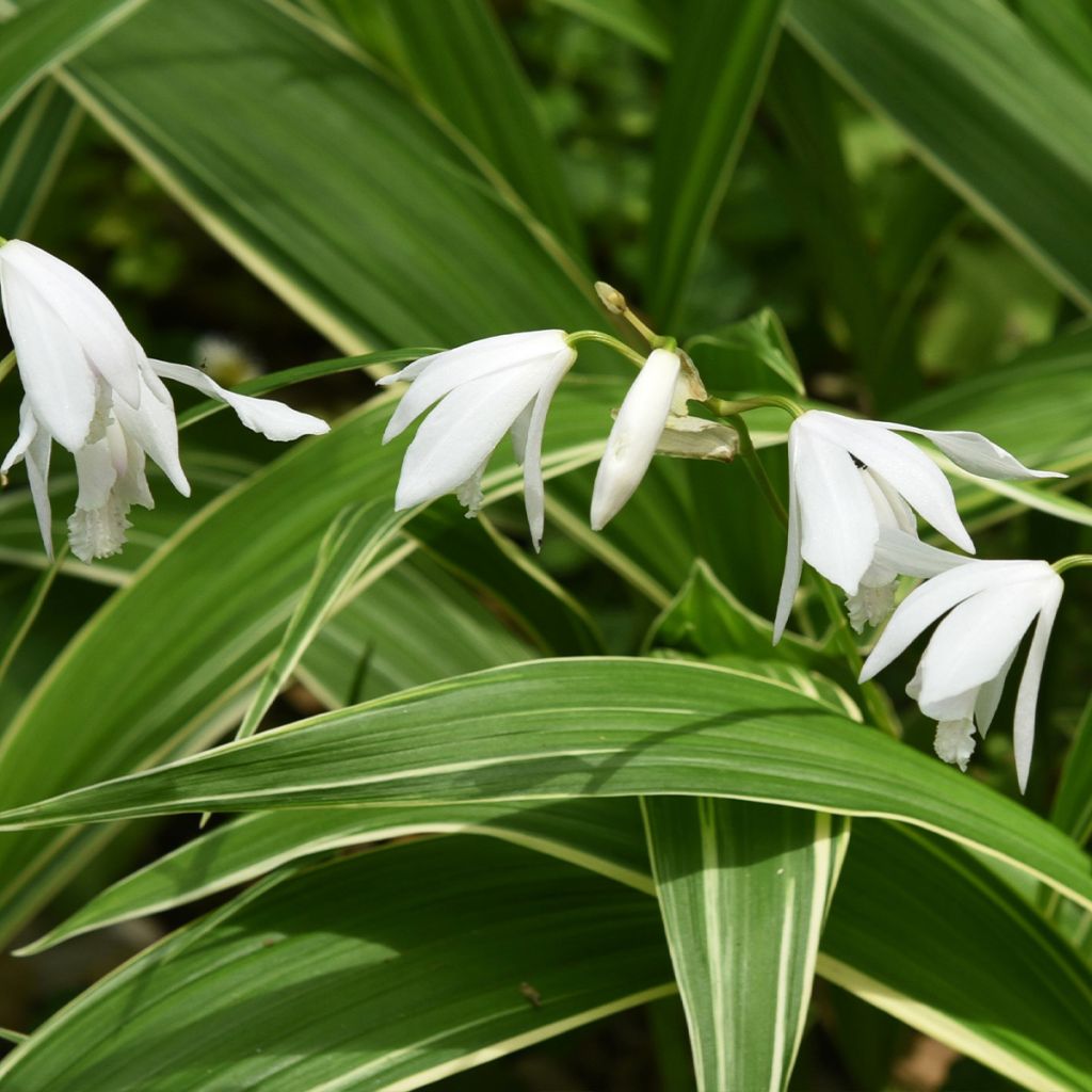 Bletilla striata Alba - Orchidée jacinthe Blanche 