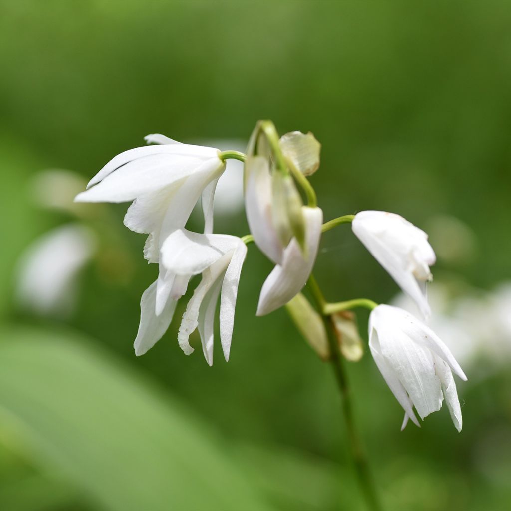 Bletilla striata Alba - Orchidée jacinthe Blanche 
