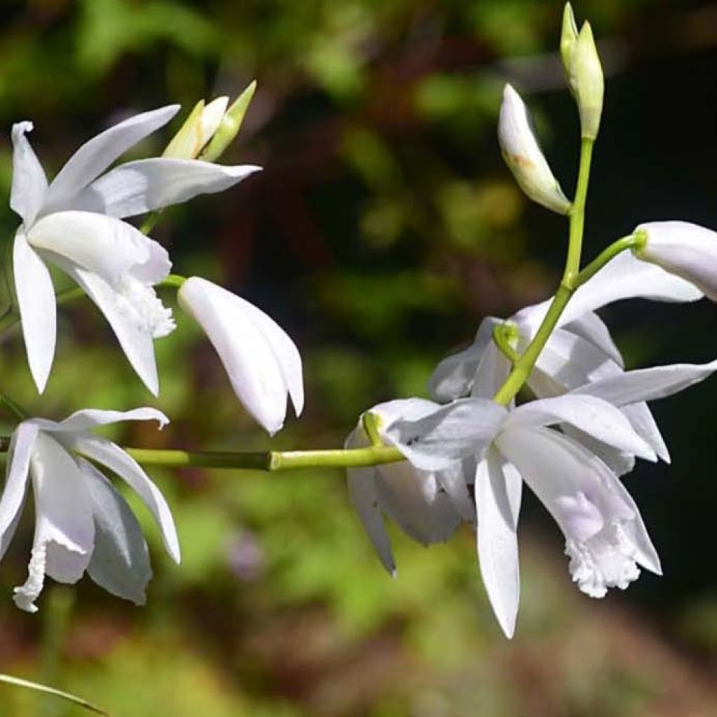 Bletilla striata Alba Variegata - Orchidée jacinthe blanche