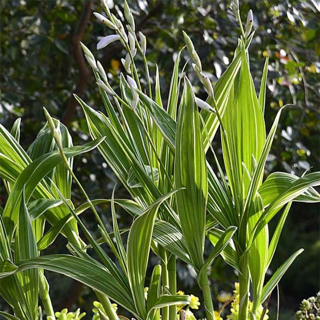 Bletilla striata Alba Variegata - Orchidée jacinthe blanche