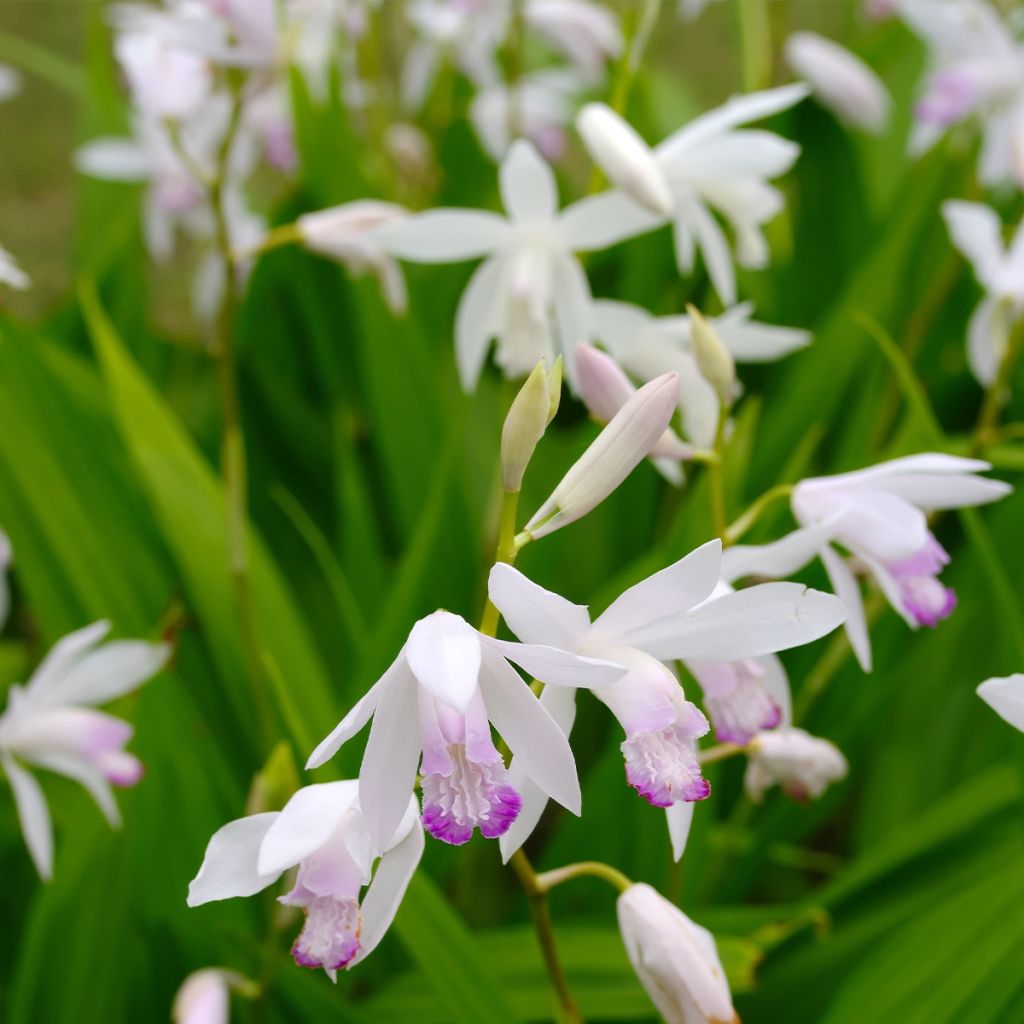 Bletilla striata Kuchi-beni - Orchidée jacinthe