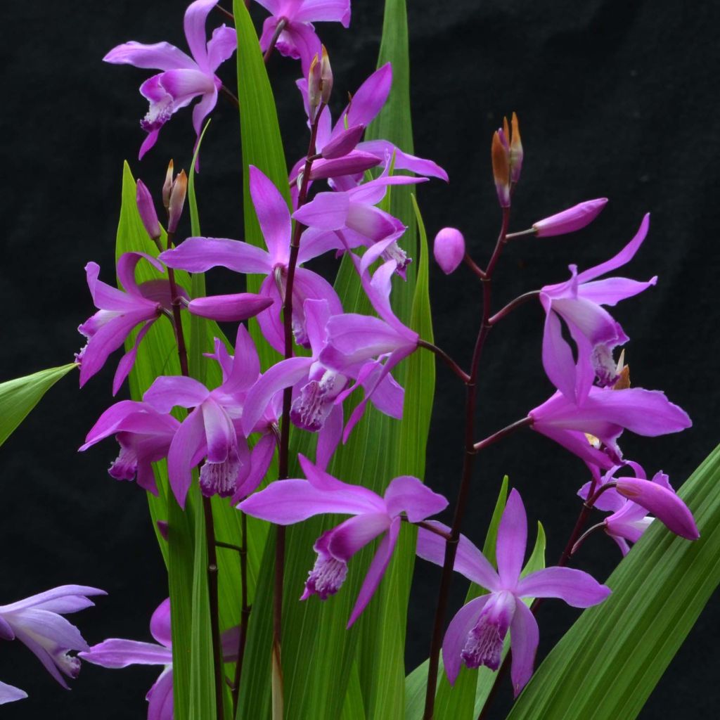 Bletilla striata Marcel Clapdrop - Orchidée jacinthe