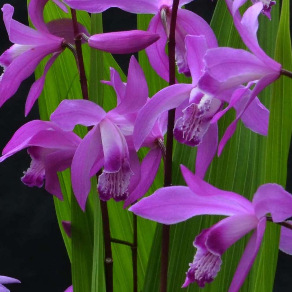 Bletilla striata Marcel Clapdrop - Orchidée jacinthe