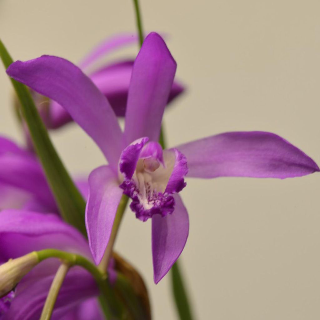 Bletilla striata Soryu Blue Dragon - Orchidée vivace bleue