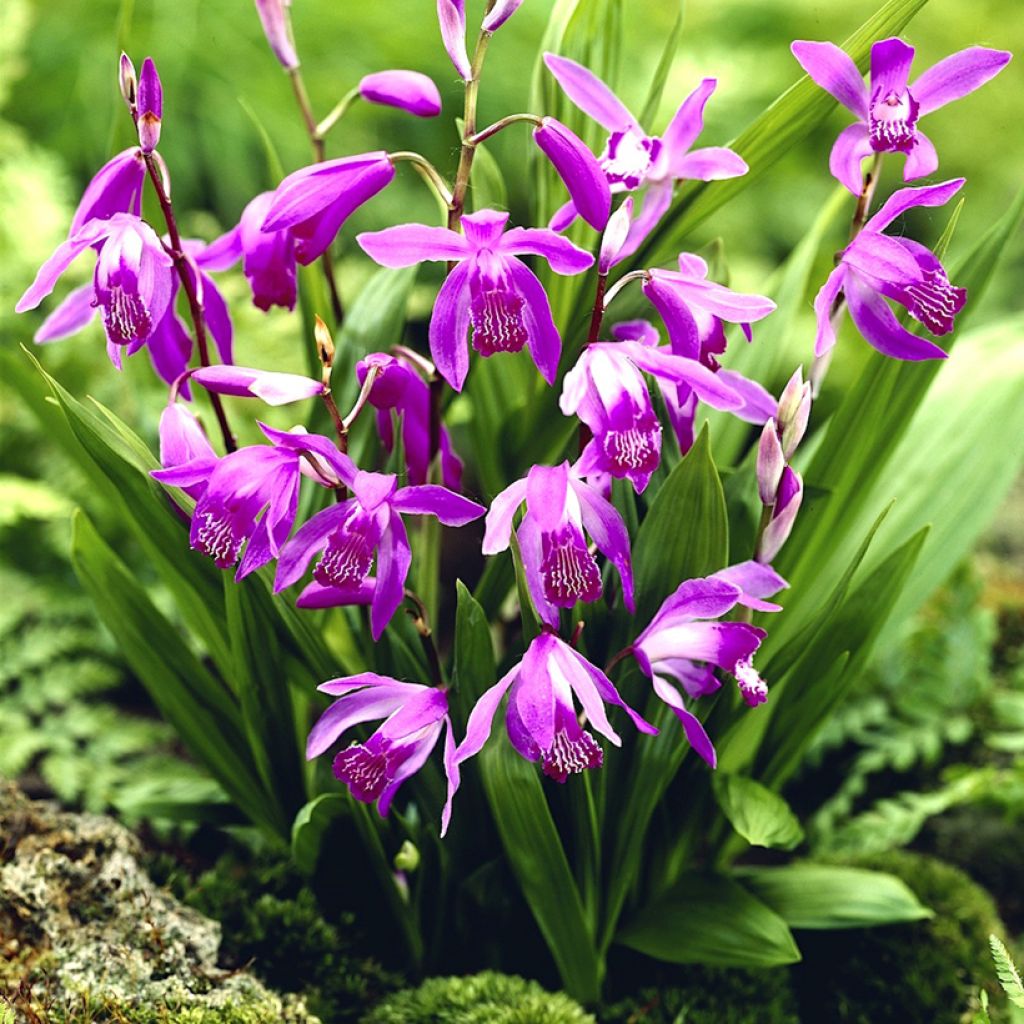 Bletilla striata Purple - Orchidée jacinthe