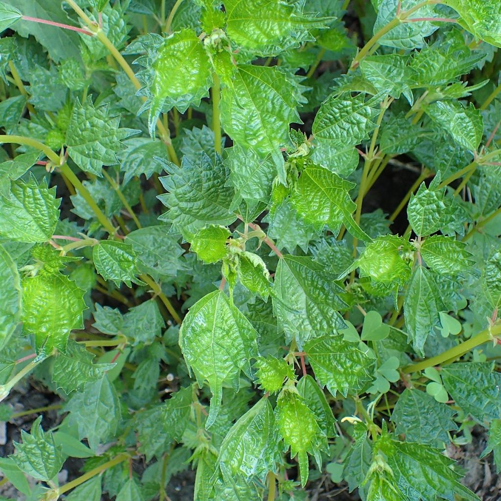 Boehmeria spicata - Ortie de Chine arbustive