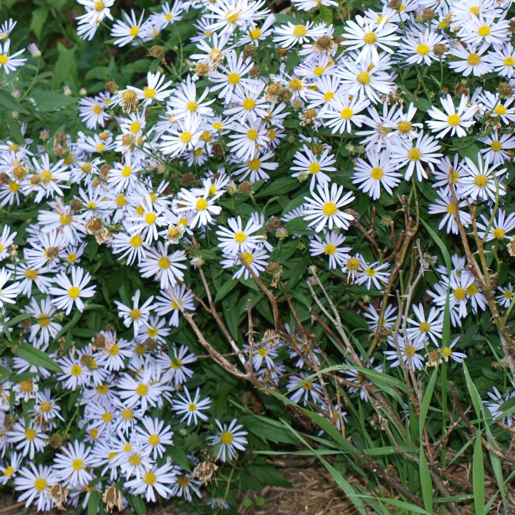 Boltonia asteroides Snowbank - Aster étoilé