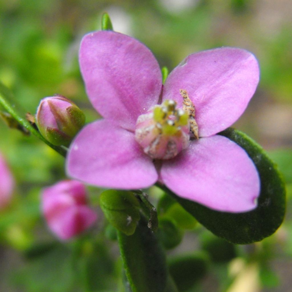 Boronia crenulata Shark Bay - Boronie à feuilles crénelées