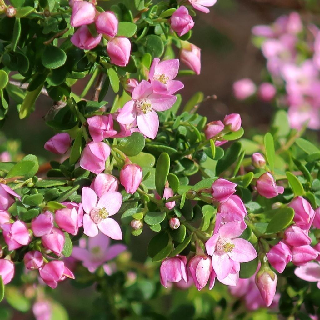 Boronia crenulata Shark Bay - Boronie à feuilles crénelées