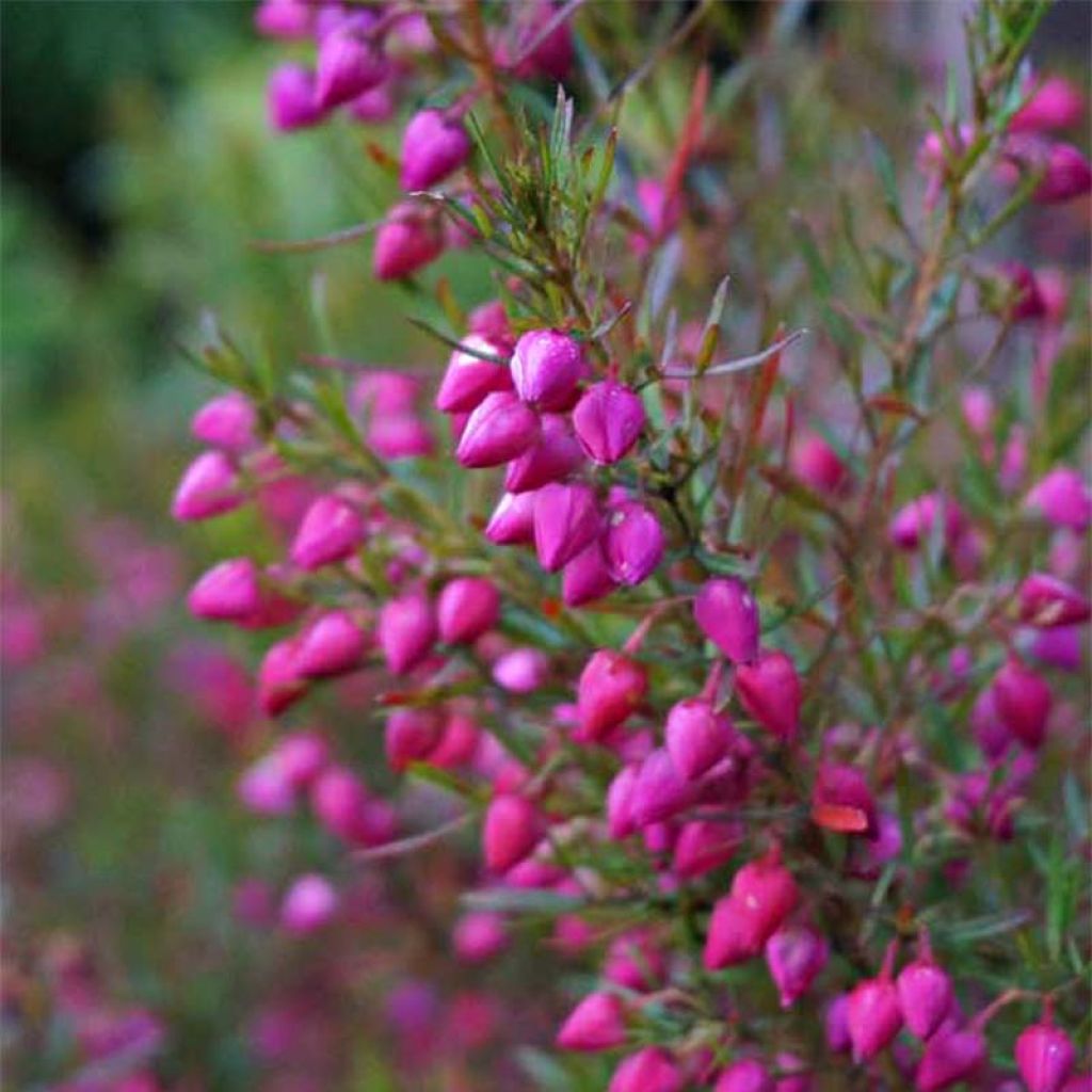 Boronia heterophylla - Boronie à feuillage varié.