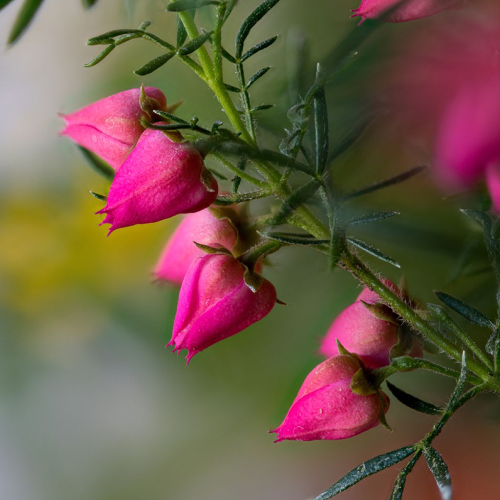 Boronia (x) heterophylla Carousel - Boronie hybride