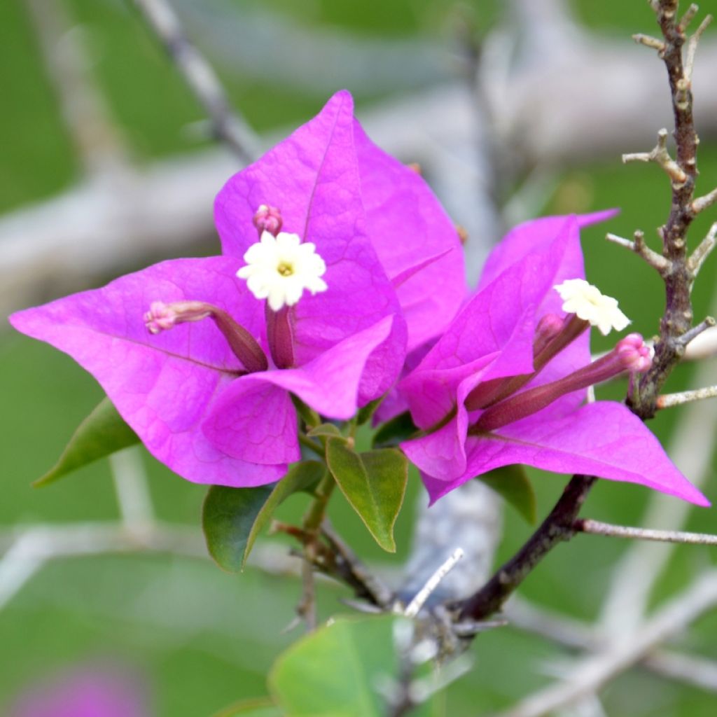 Bougainvillier Violet de Mèze