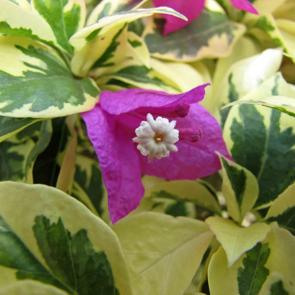 Bougainvillier glabra Variegata