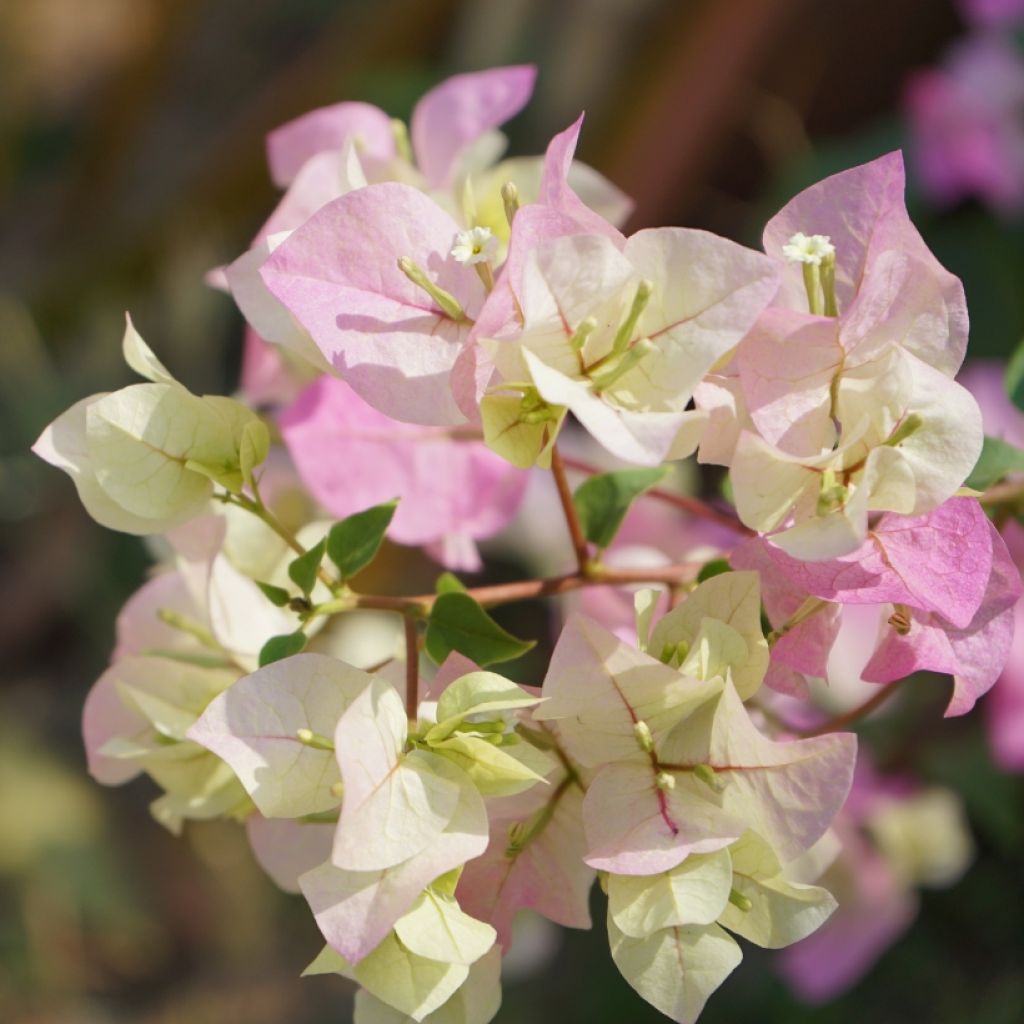 Bougainvillier spectabilis Blanc-rose