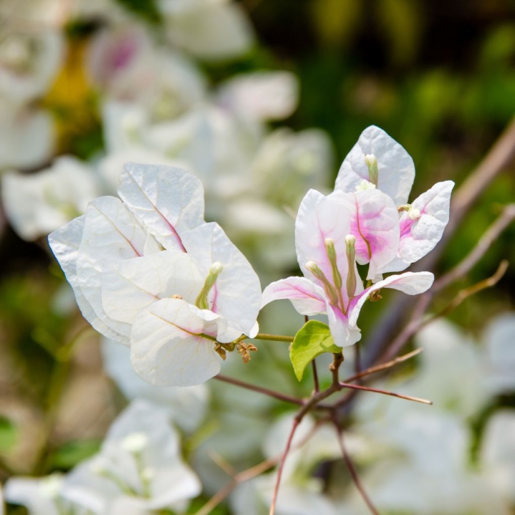 Bougainvillier spectabilis Blanc-rose