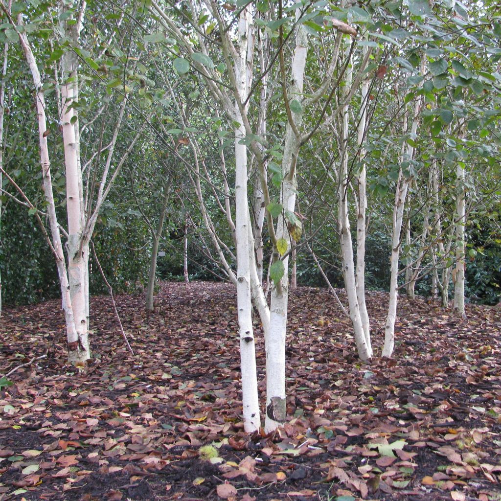 Bouleau blanc de l'Himalaya - Betula utilis var.  jacquemontii 'Doorenbos'