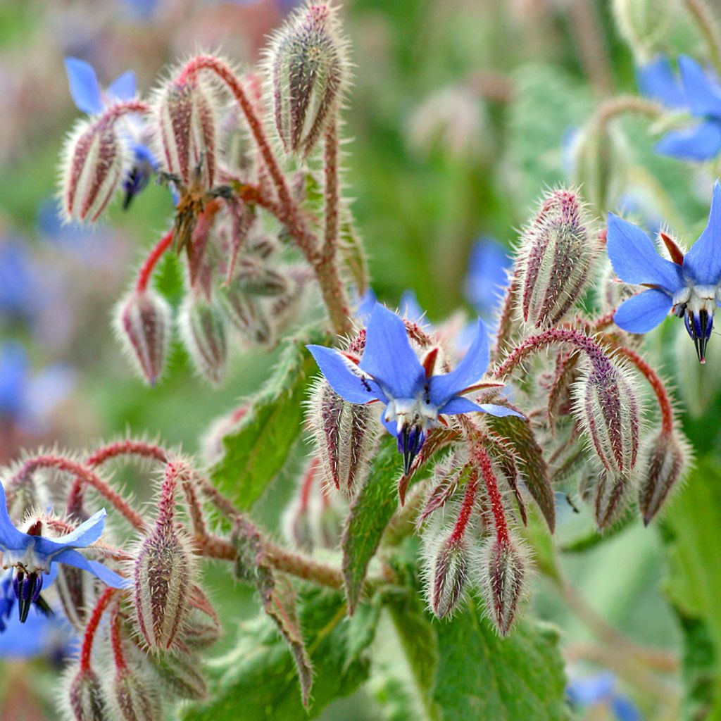 Bourrache bleue et blanche