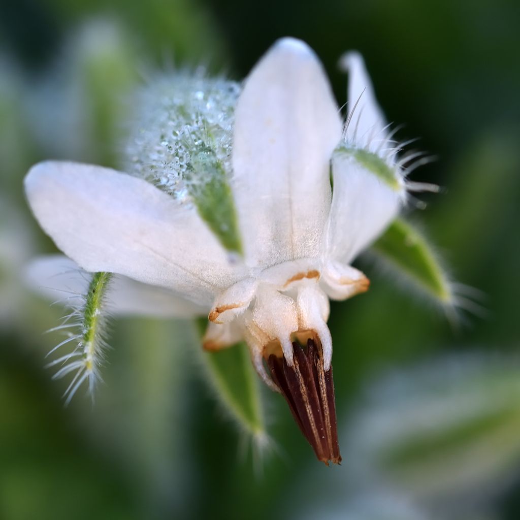 Bourrache officinale Blanche - Graines de Borago officinalis