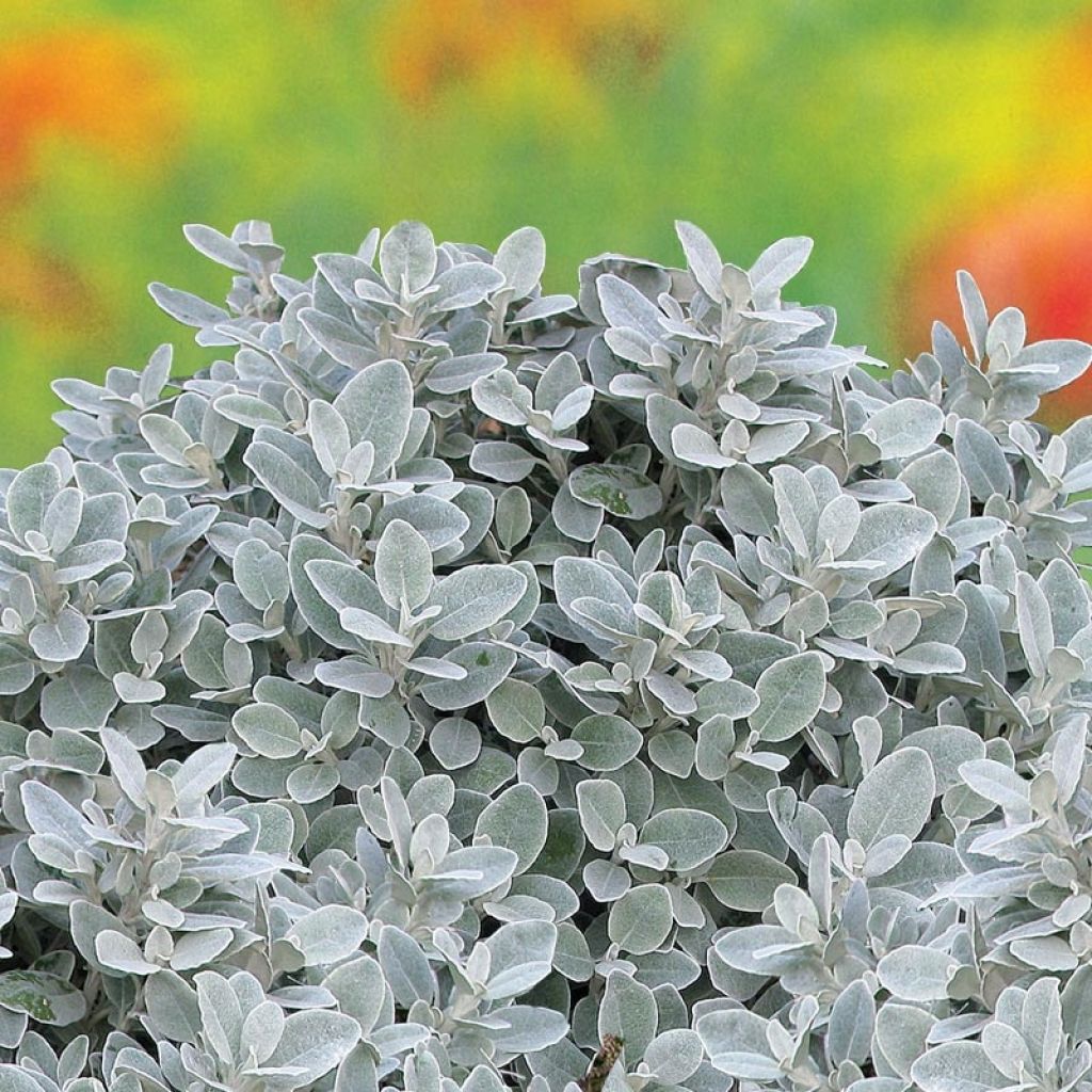 Brachyglottis greyi X Walberton's® Silver Dormouse - Seneçon gris