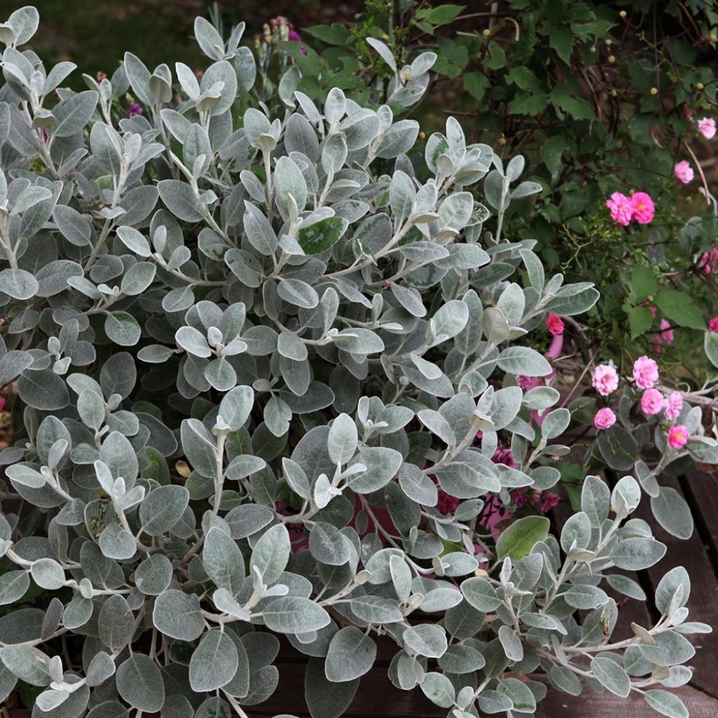 Brachyglottis greyi X Walberton's® Silver Dormouse - Seneçon gris