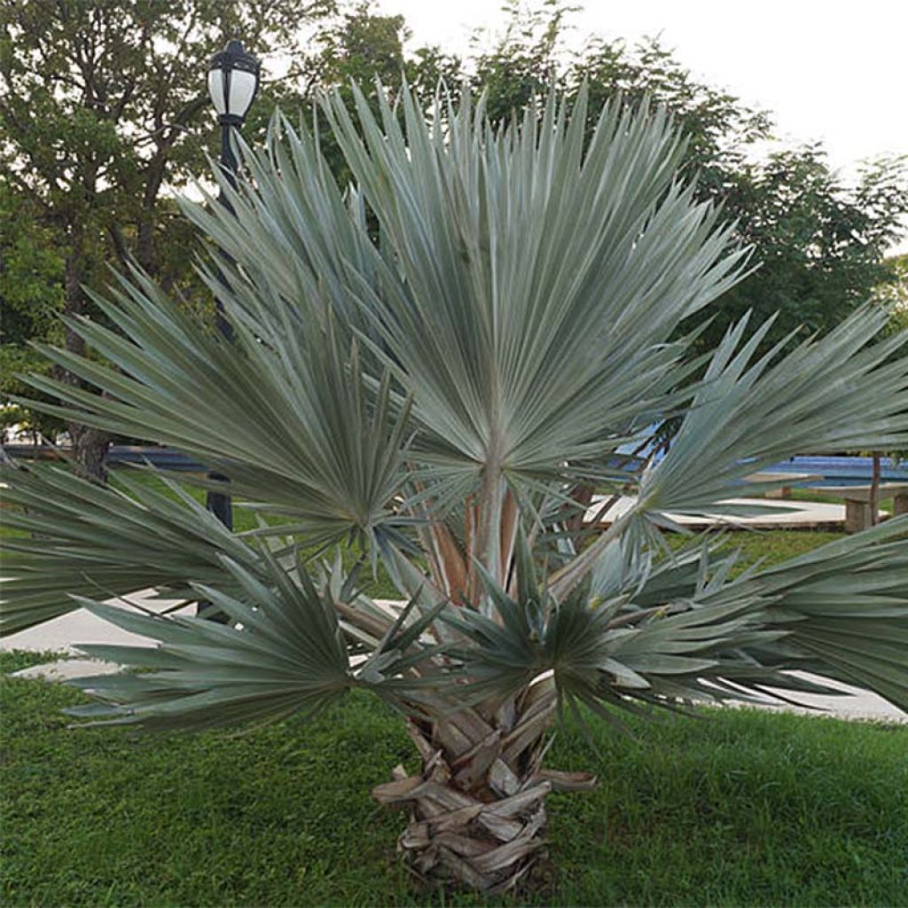 Palmier bleu du Mexique - Brahea armata.