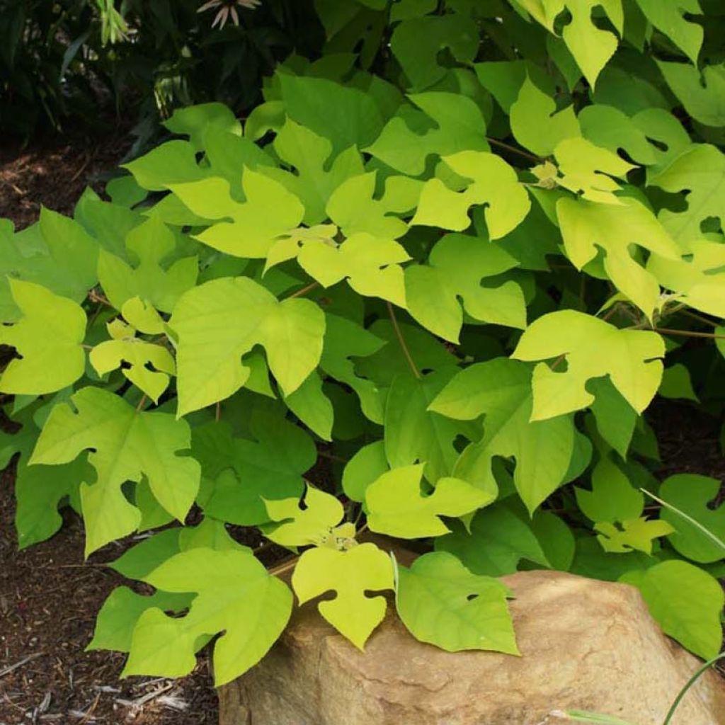 Mûrier à papier - Broussonetia papyrifera Golden Shadow