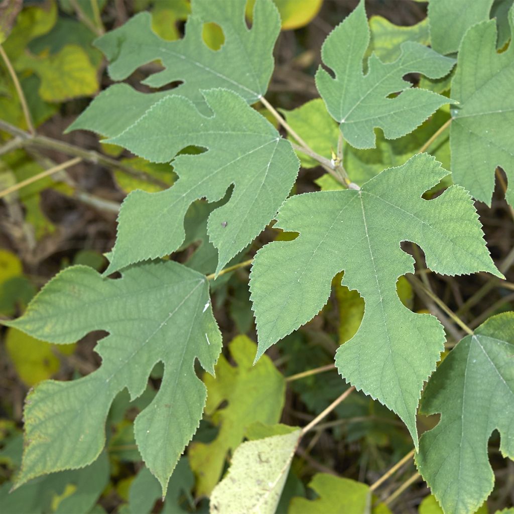 Broussonetia papyrifera - Mûrier de Chine ou à papier