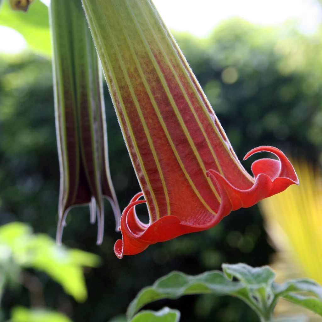 Brugmansia sanguinea