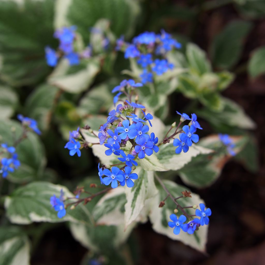 Brunnera Macrophylla Variegata - Myosotis du Caucase