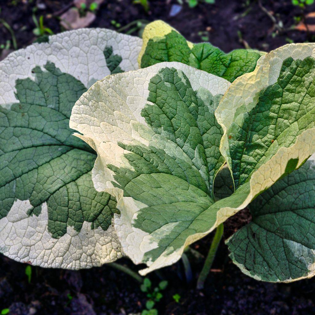 Brunnera Macrophylla Variegata - Myosotis du Caucase